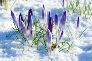 Neve a primavera, i fiori sbocciano!